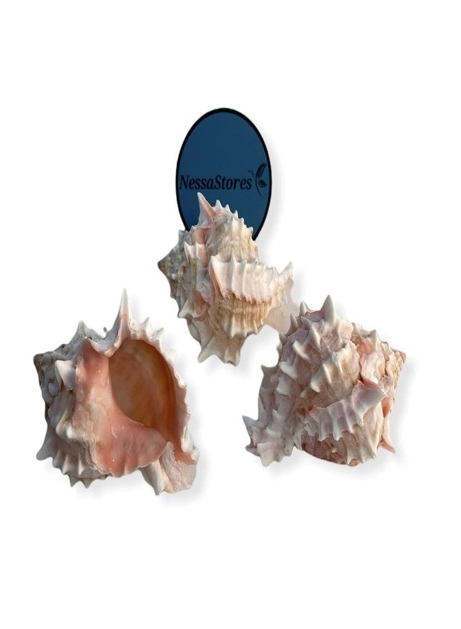 NessaStores - صدفة سرطان البحر الناسك الوردي من نوع Murex Phyllonotus erythrostomu، مقاس 3 بوصات - 3 1/2 بوصة #JC-040 (12 قطعة) - Image 2